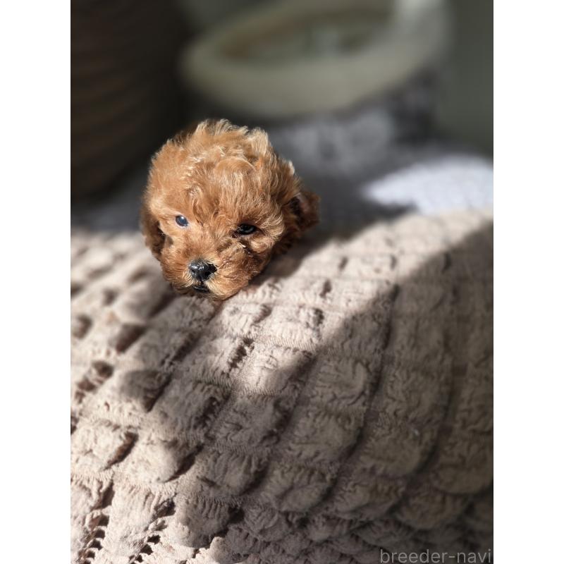 販売中の埼玉県のティーカッププードル-444006の8枚目