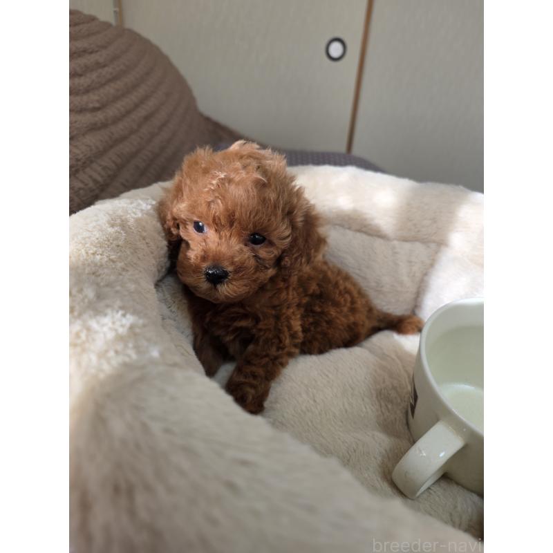 販売中の埼玉県のティーカッププードル-444006の7枚目