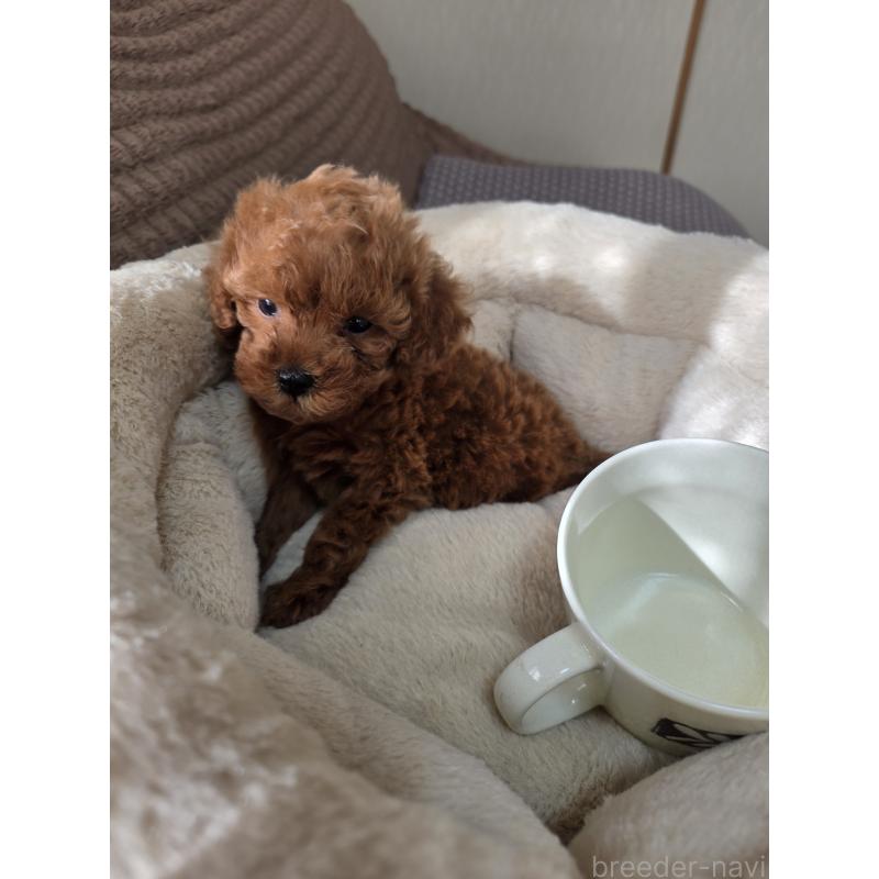 販売中の埼玉県のティーカッププードル-444006の6枚目