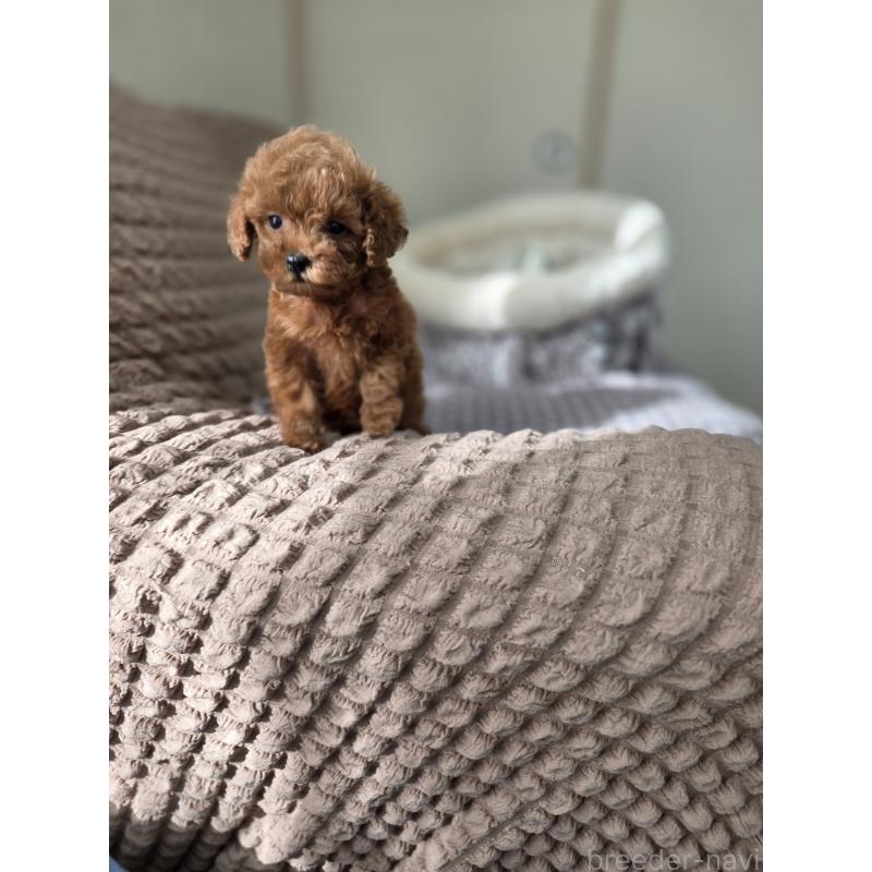 販売中の埼玉県のティーカッププードル-444006の5枚目