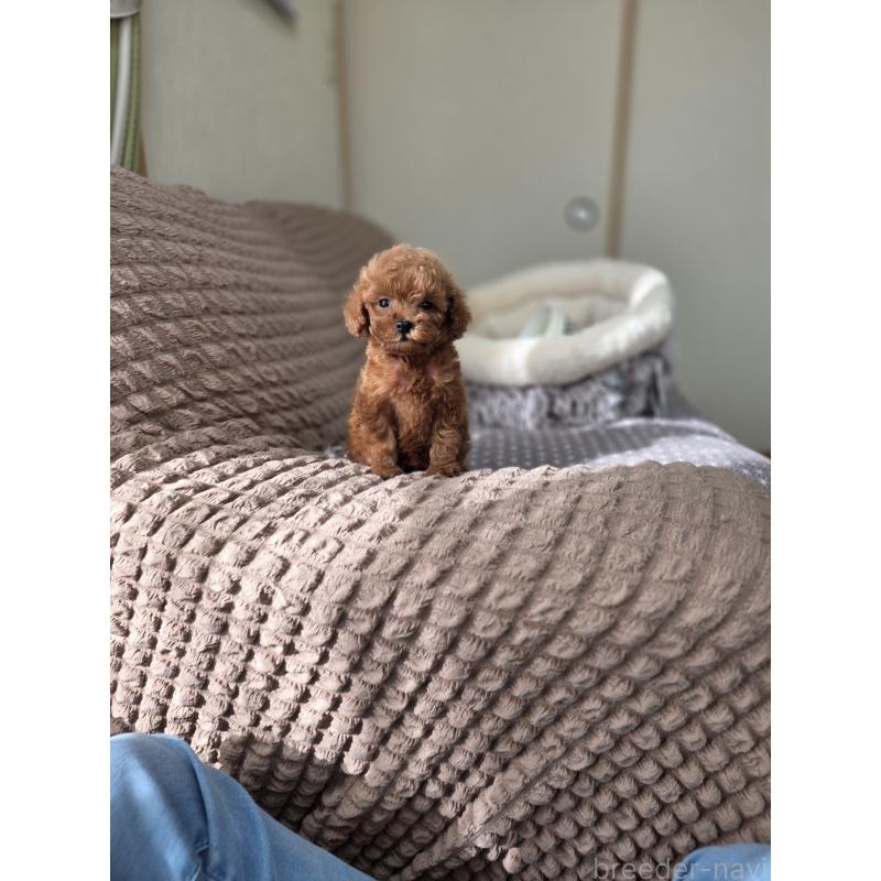 販売中の埼玉県のティーカッププードル-444006の4枚目