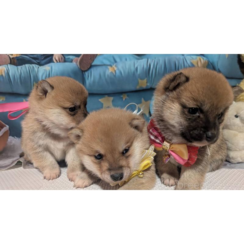 販売中の岡山県の豆柴-444005の6枚目