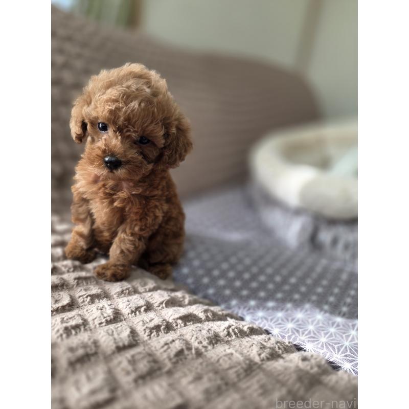 販売中の埼玉県のティーカッププードル-444006の3枚目