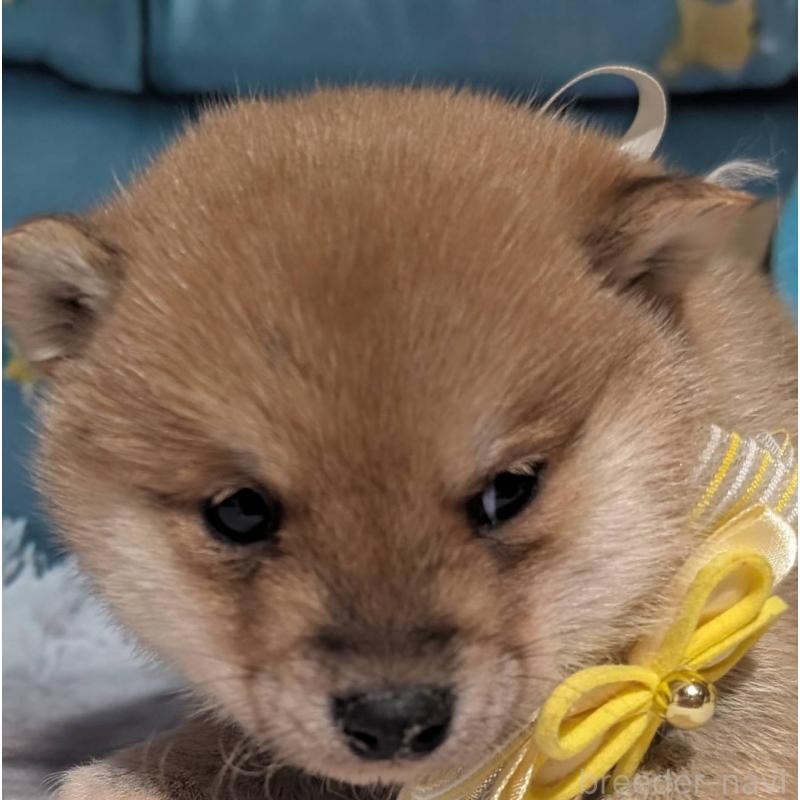 販売中の岡山県の豆柴-444005の5枚目