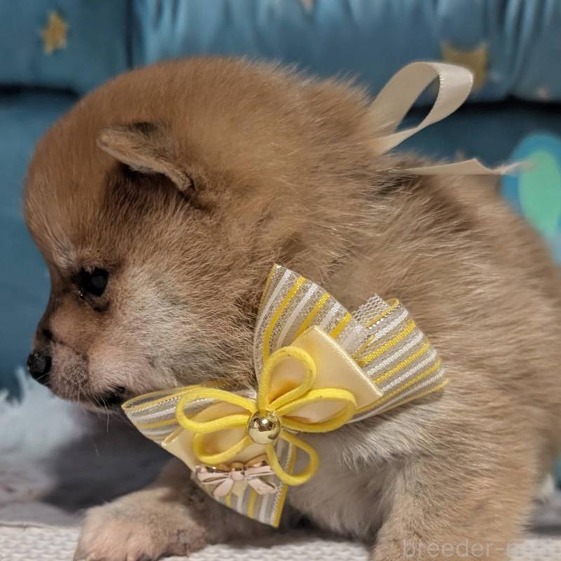 販売中の岡山県の豆柴-444005の4枚目