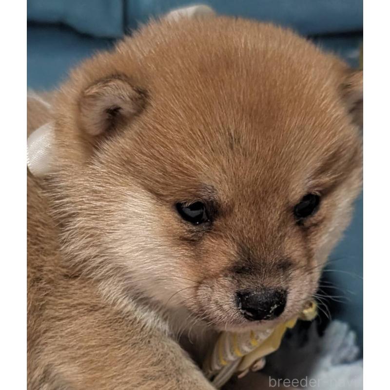 販売中の岡山県の豆柴-444005の3枚目