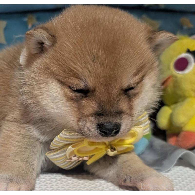 販売中の岡山県の豆柴-444005の2枚目