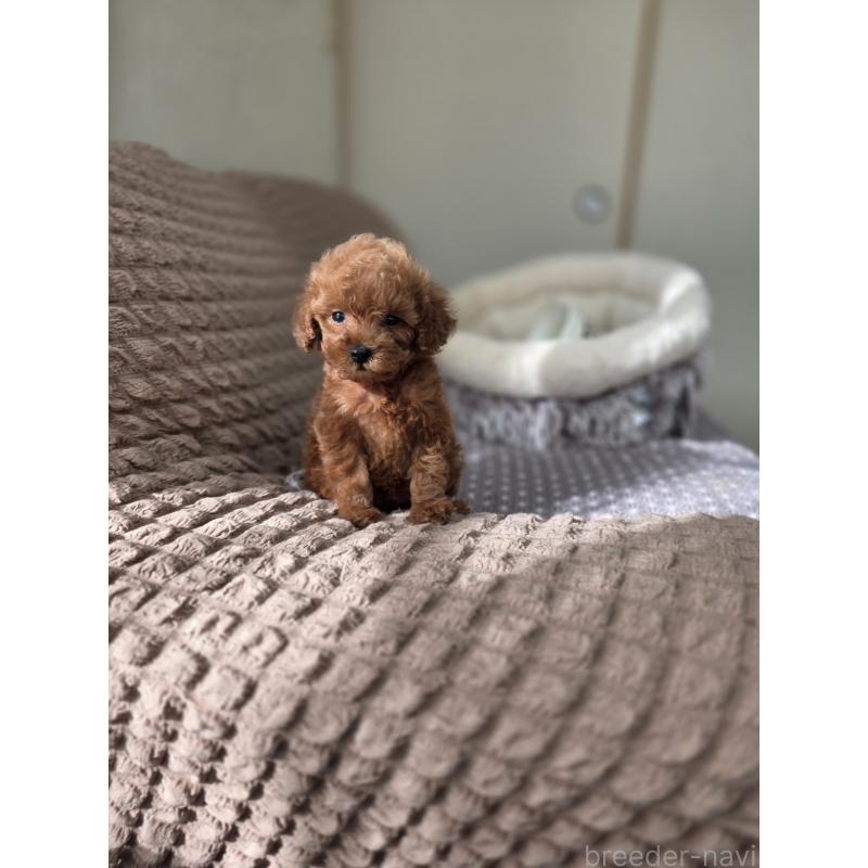 販売中の埼玉県のティーカッププードル-444006の2枚目