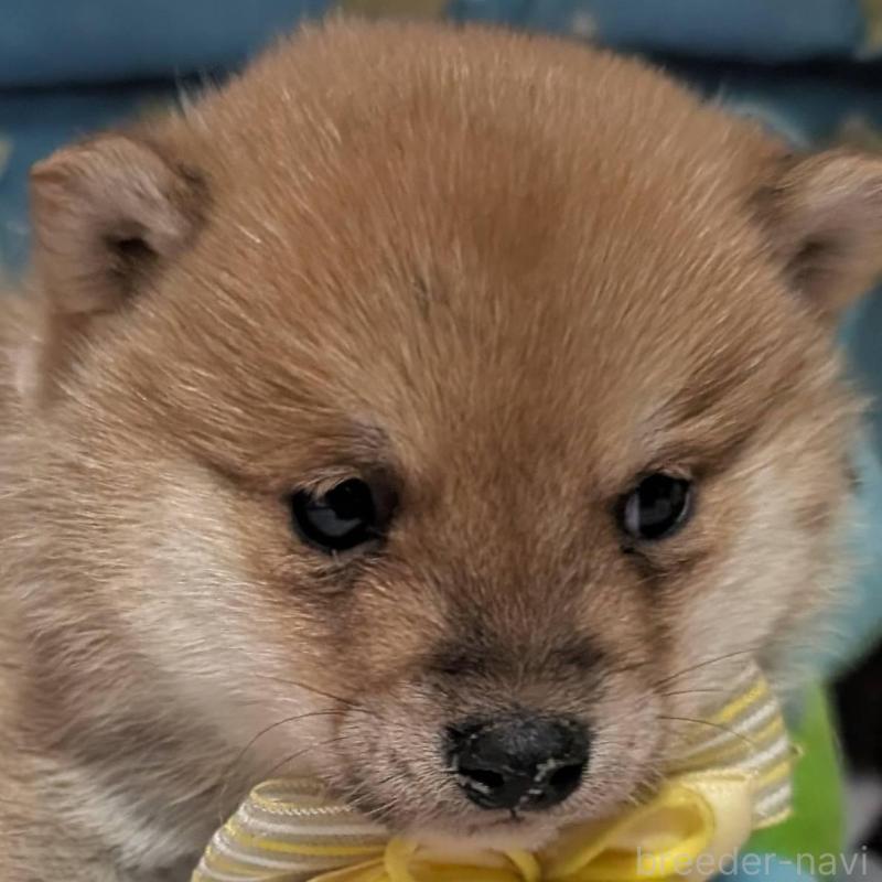 販売中の岡山県の豆柴-444005