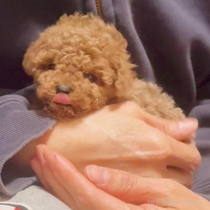 販売中の千葉県のティーカッププードル-441829