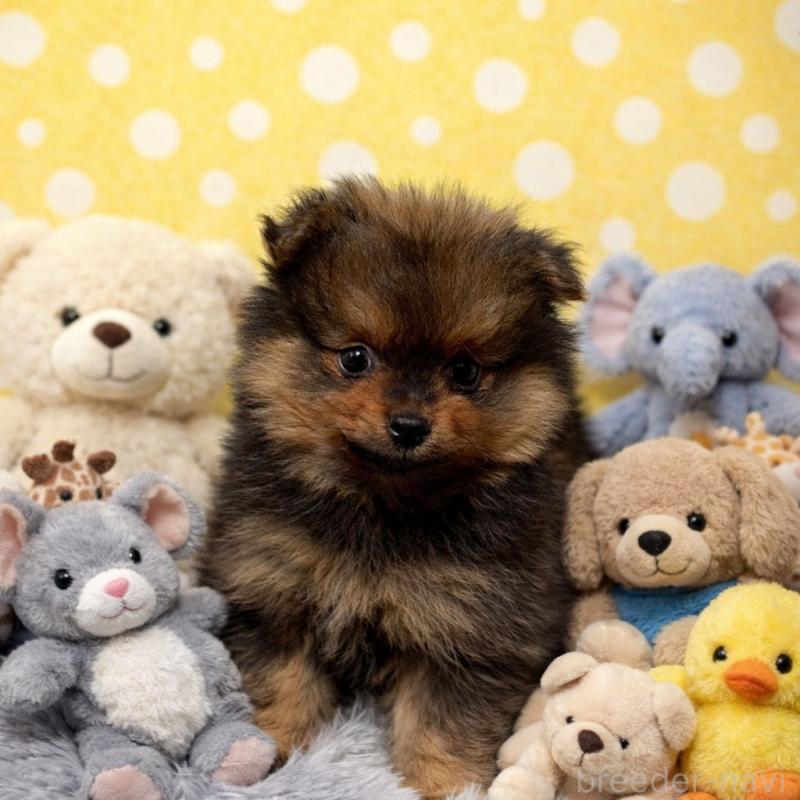 販売中の滋賀県のポメラニアン-444007の7枚目