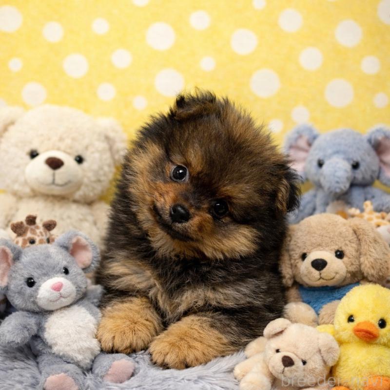 販売中の滋賀県のポメラニアン-444007の6枚目