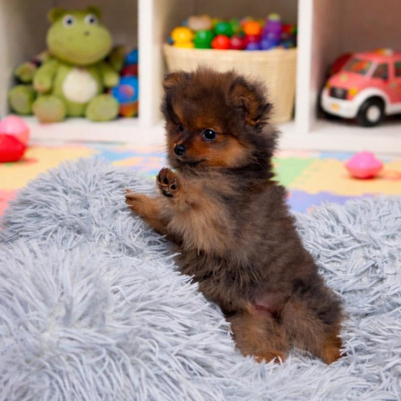 販売中の滋賀県のポメラニアン-444007の5枚目