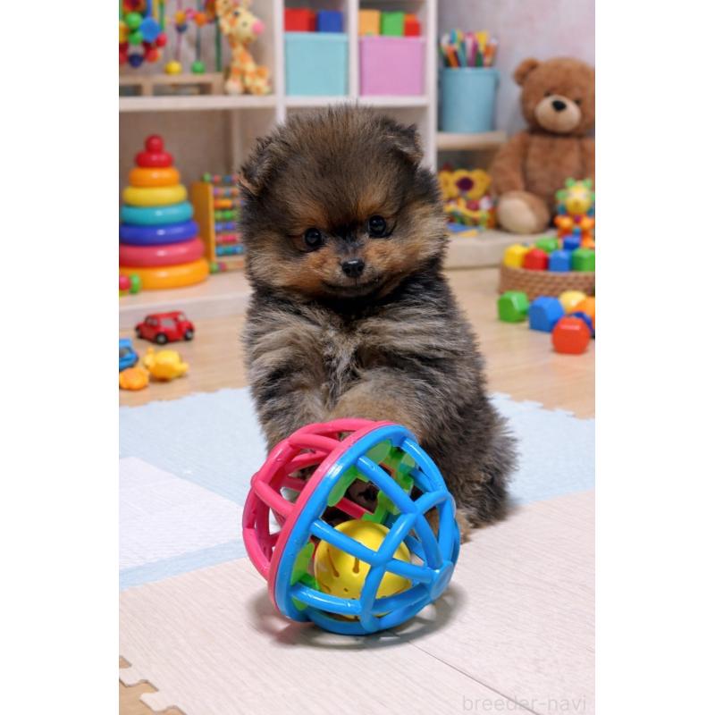 販売中の滋賀県のポメラニアン-444007の3枚目