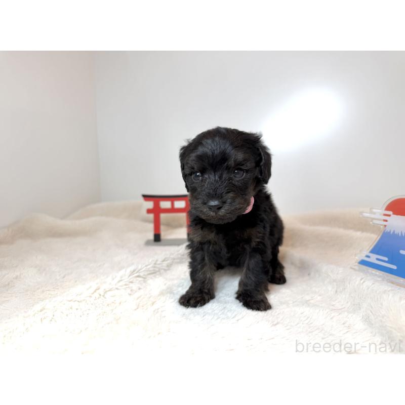 販売中の広島県のダップー:ミニチュアダックスフンド×トイプードル-444241の3枚目