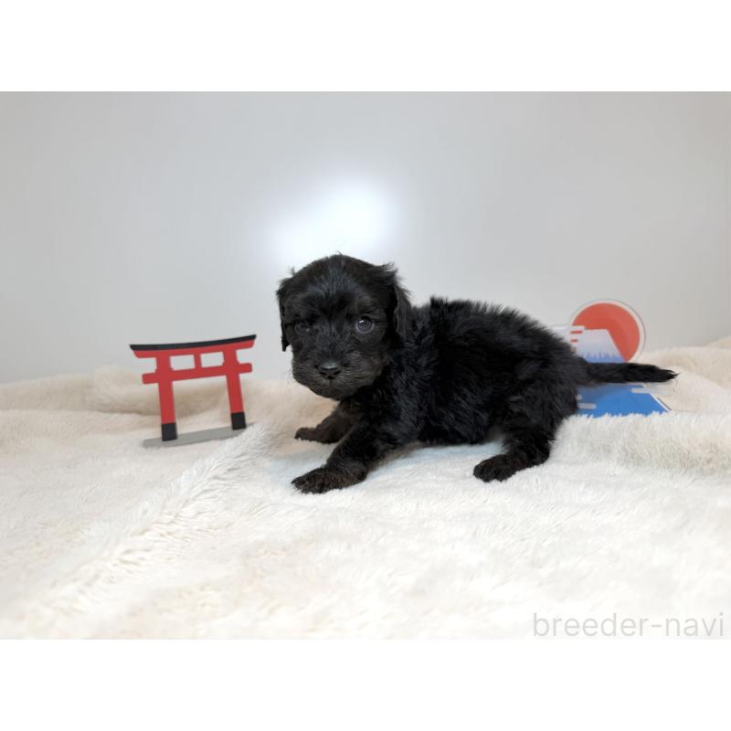 販売中の広島県のダップー:ミニチュアダックスフンド×トイプードル-444241の2枚目