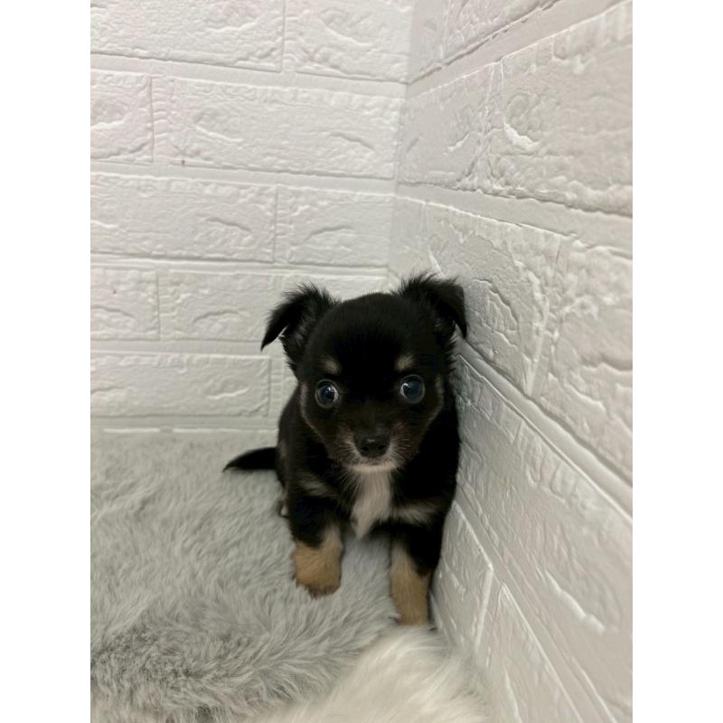 販売中の岡山県のチワワ(ロングコート)-444242の15枚目