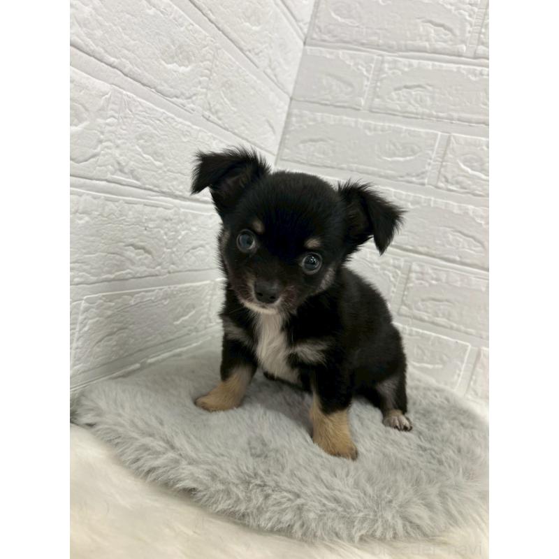 販売中の岡山県のチワワ(ロングコート)-444242の13枚目