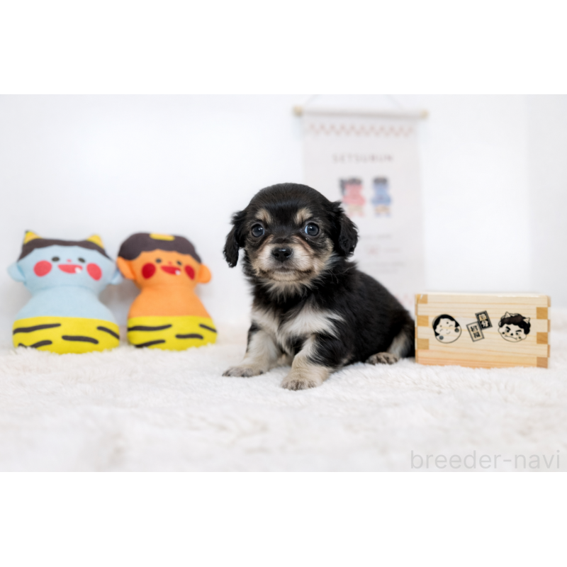 販売中の広島県のチワックス:チワワ×ミニチュアダックスフンド-444243の3枚目