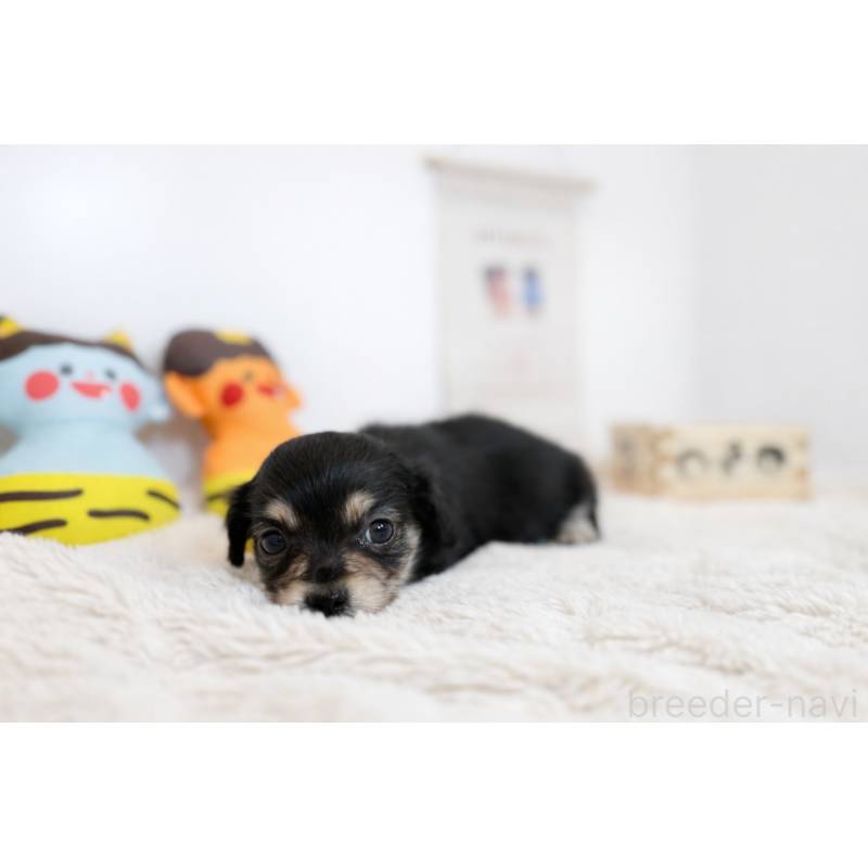 販売中の広島県のチワックス:チワワ×ミニチュアダックスフンド-444243の2枚目