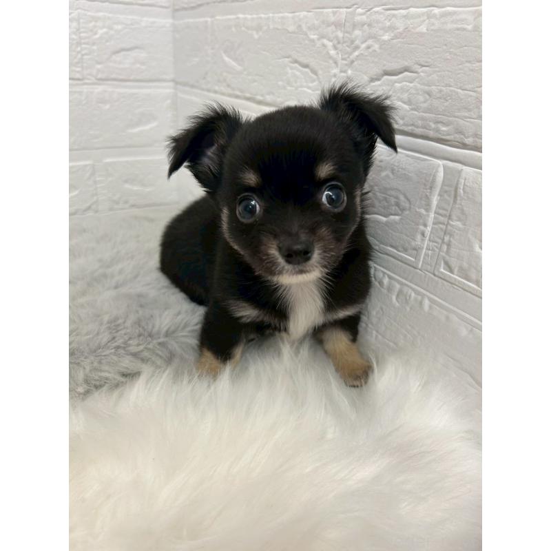 販売中の岡山県のチワワ(ロングコート)-444242の6枚目