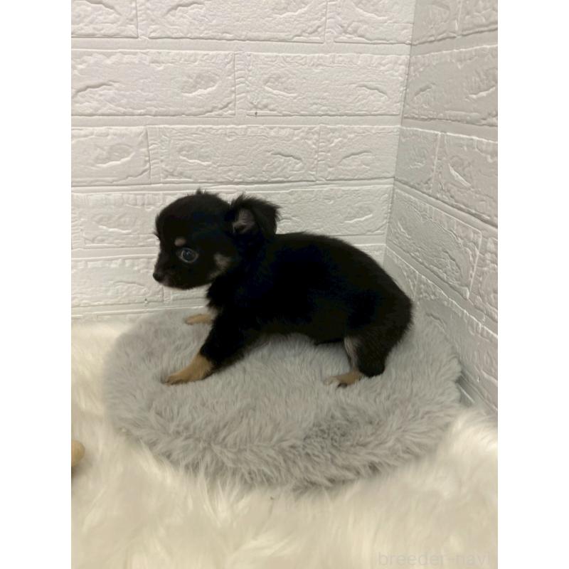 販売中の岡山県のチワワ(ロングコート)-444242の5枚目