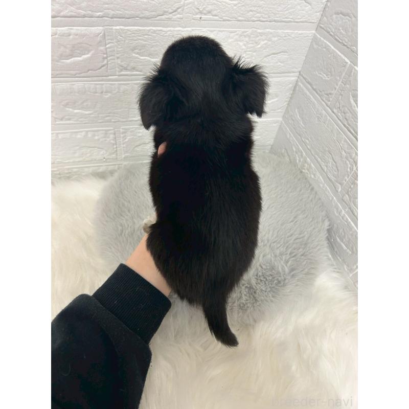 販売中の岡山県のチワワ(ロングコート)-444242の3枚目