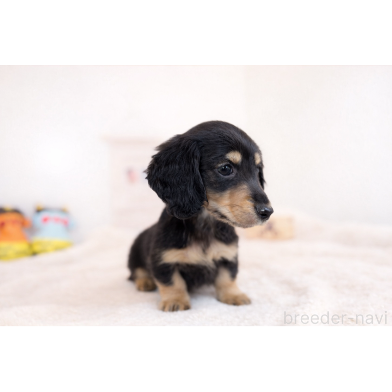 販売中の広島県のミニチュアダックスフンド(ロングヘアード)-444245の2枚目