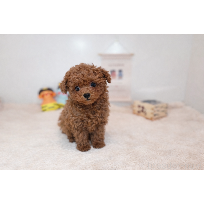 販売中の広島県のティーカッププードル-444246の4枚目