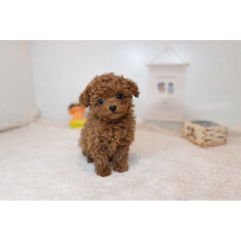 販売中の広島県のティーカッププードル-444246の3枚目