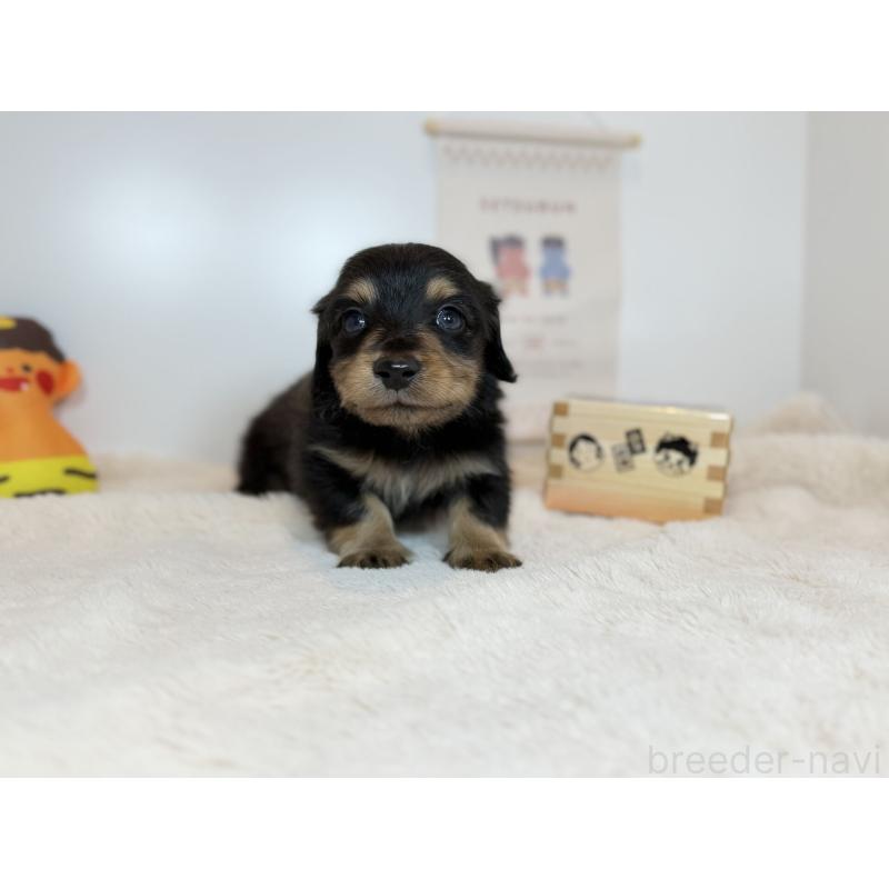 販売中の広島県のミニチュアダックスフンド(ロングヘアード)-444247の3枚目