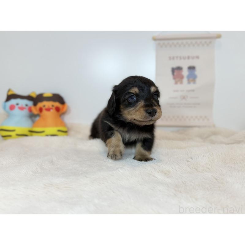 販売中の広島県のミニチュアダックスフンド(ロングヘアード)-444247の2枚目