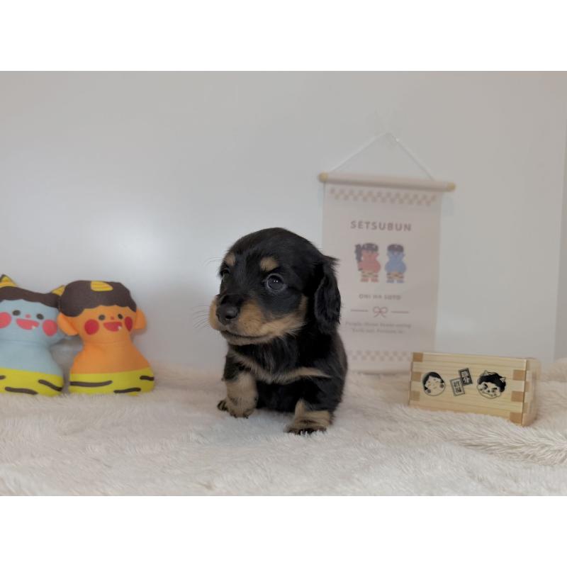 販売中の広島県のミニチュアダックスフンド(ロングヘアード)-444248の2枚目