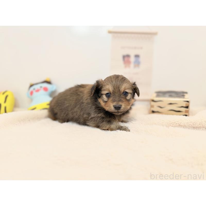 販売中の広島県のミックス犬-444251の2枚目