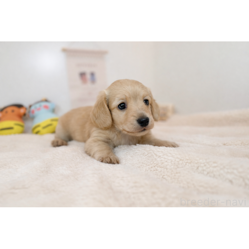 販売中の広島県のミニチュアダックスフンド(ロングヘアード)-444254の3枚目