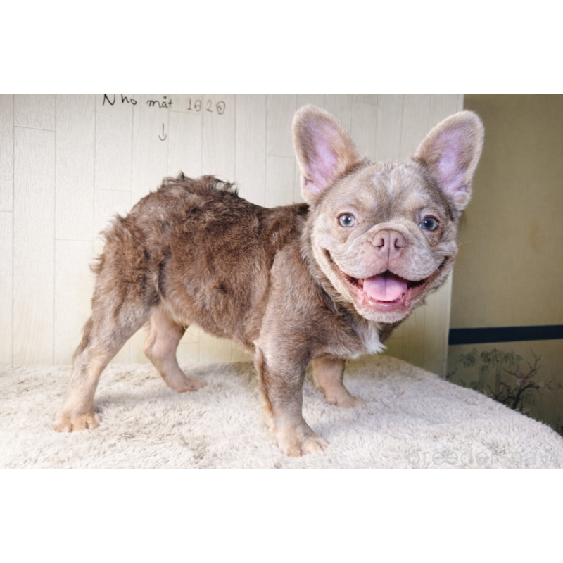 販売中の奈良県のフレンチブルドッグ-444255の9枚目