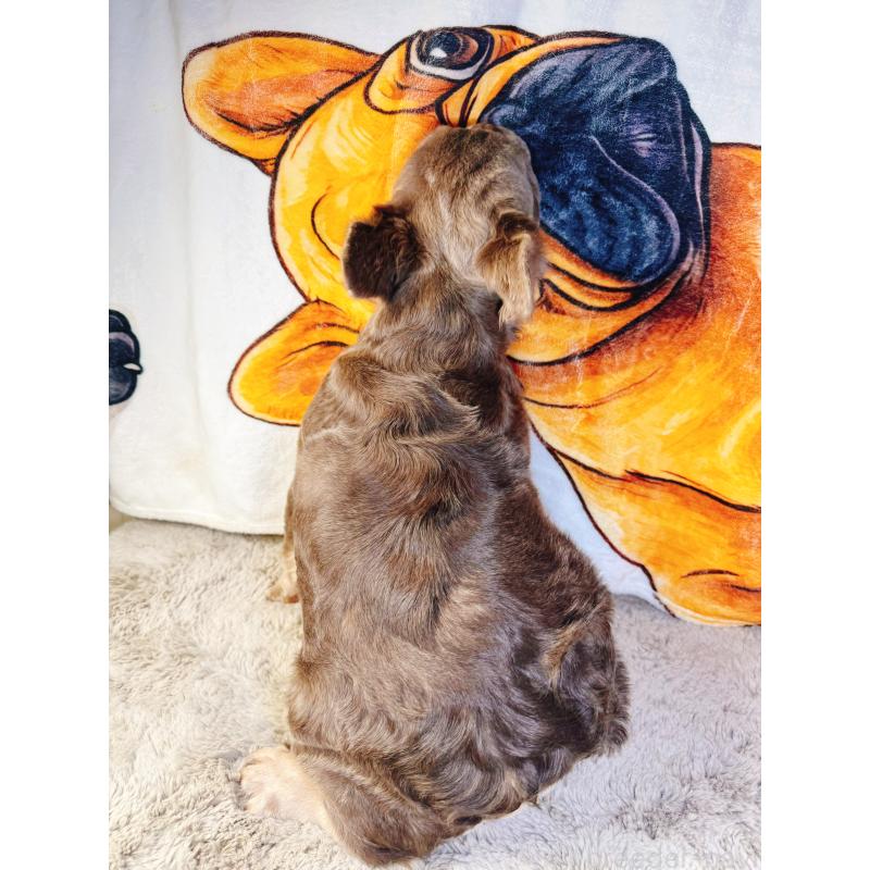 販売中の奈良県のフレンチブルドッグ-444255の8枚目