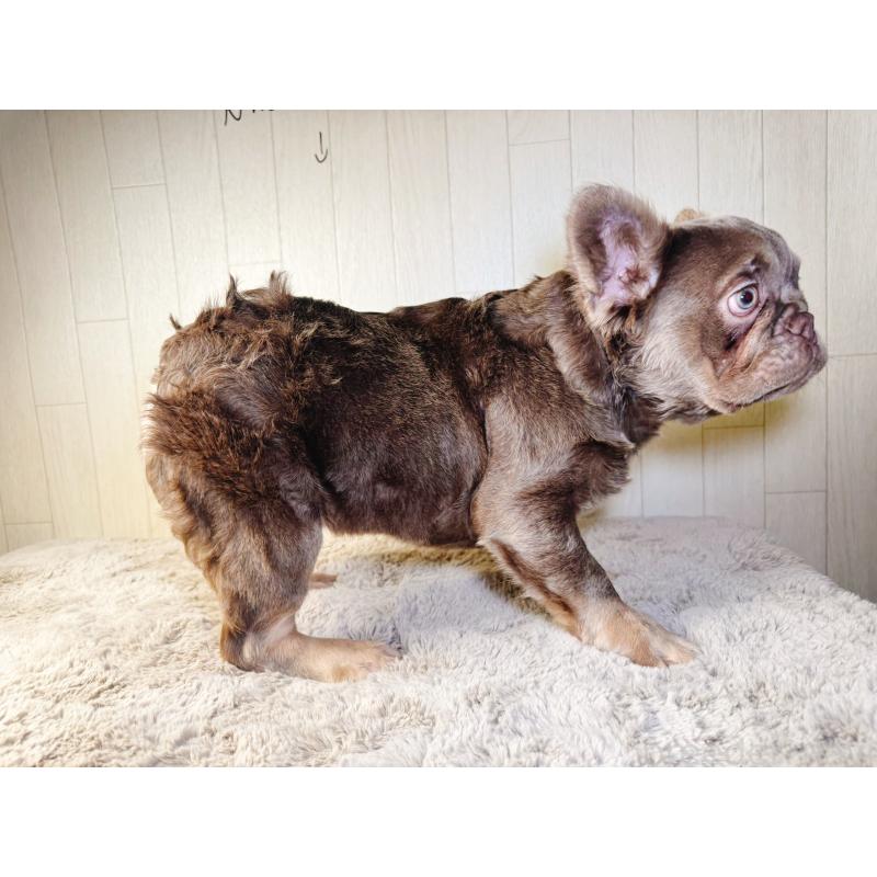 販売中の奈良県のフレンチブルドッグ-444255の7枚目