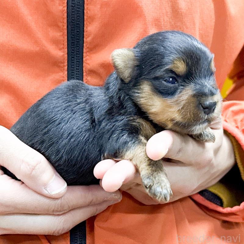 販売中の愛知県のヨークシャーテリア-444256の3枚目