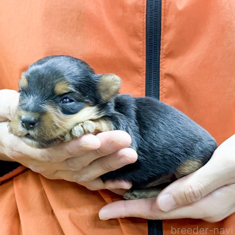 販売中の愛知県のヨークシャーテリア-444256の2枚目