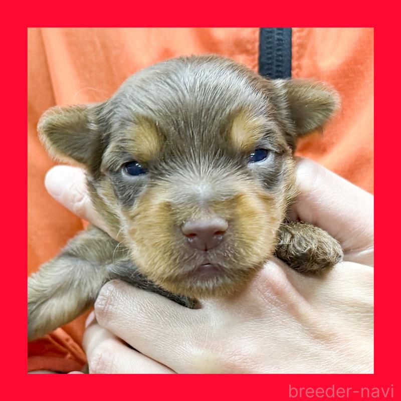 販売中の愛知県のヨークシャーテリア-444257