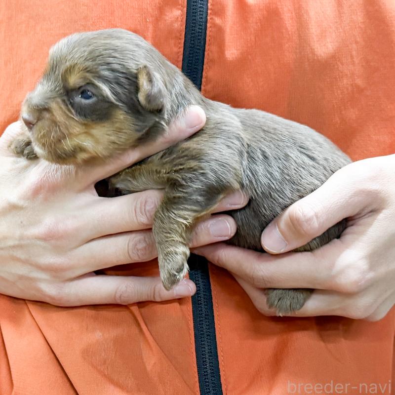 販売中の愛知県のヨークシャーテリア-444257の3枚目