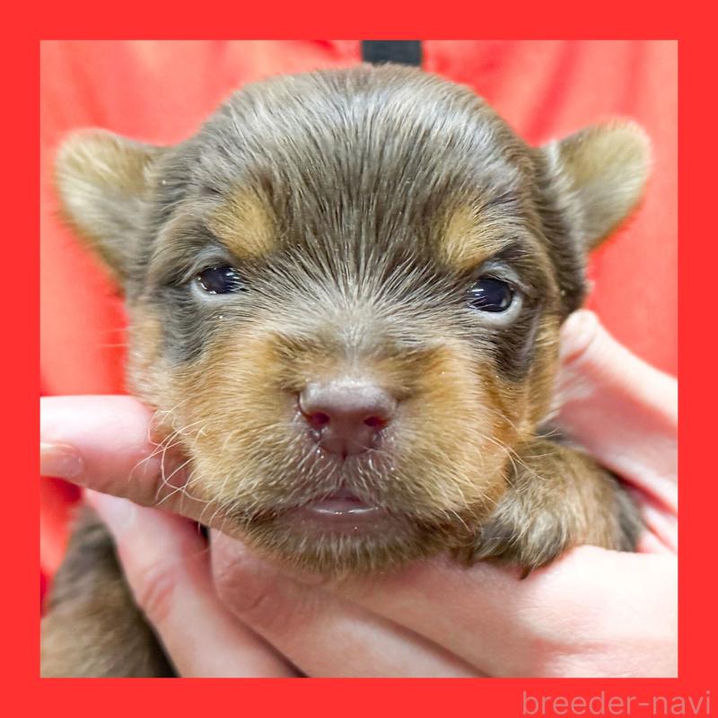 販売中の愛知県のヨークシャーテリア-444258