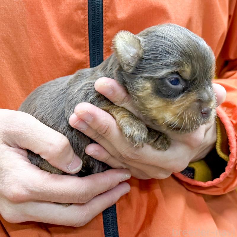 販売中の愛知県のヨークシャーテリア-444258の3枚目