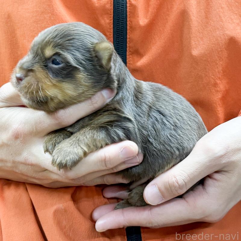 販売中の愛知県のヨークシャーテリア-444258の2枚目