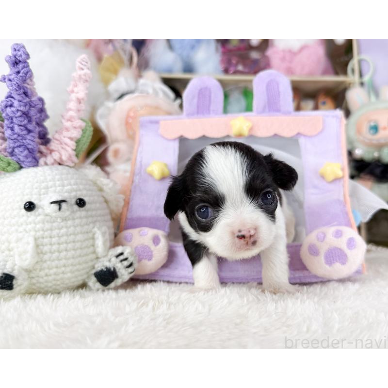 販売中の福岡県のチワワ(ロングコート)-444259の6枚目