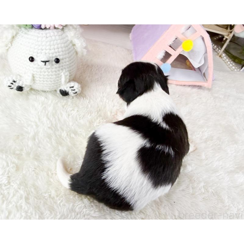 販売中の福岡県のチワワ(ロングコート)-444259の2枚目