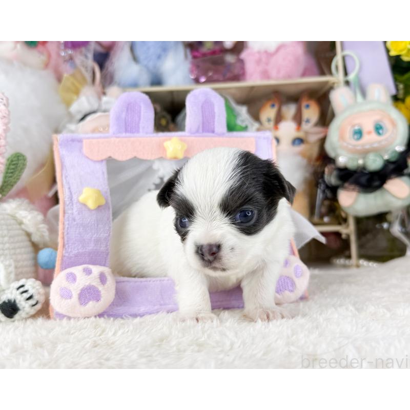 販売中の福岡県のチワワ(ロングコート)-444260の6枚目