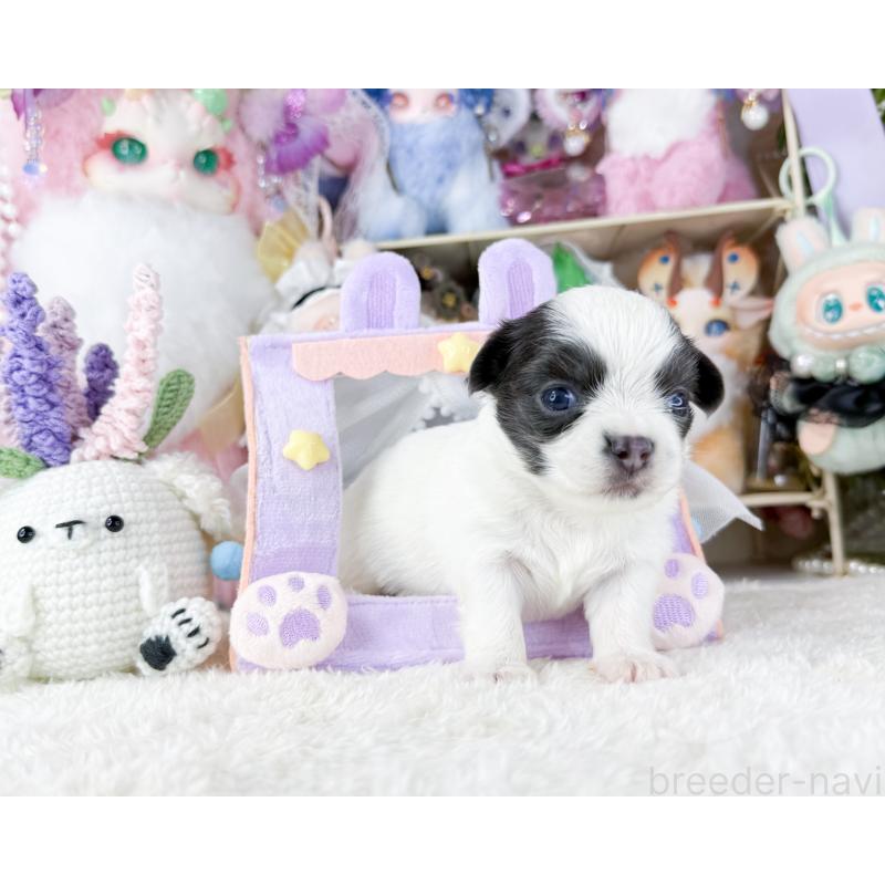 販売中の福岡県のチワワ(ロングコート)-444260の5枚目