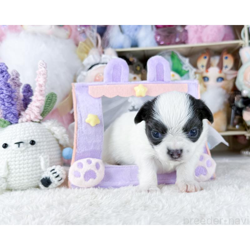 販売中の福岡県のチワワ(ロングコート)-444260の4枚目